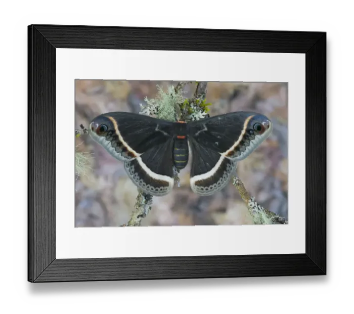 Framed Print : Sammamish, Washington Silk Moth for Arizona area Eupackardia calleta