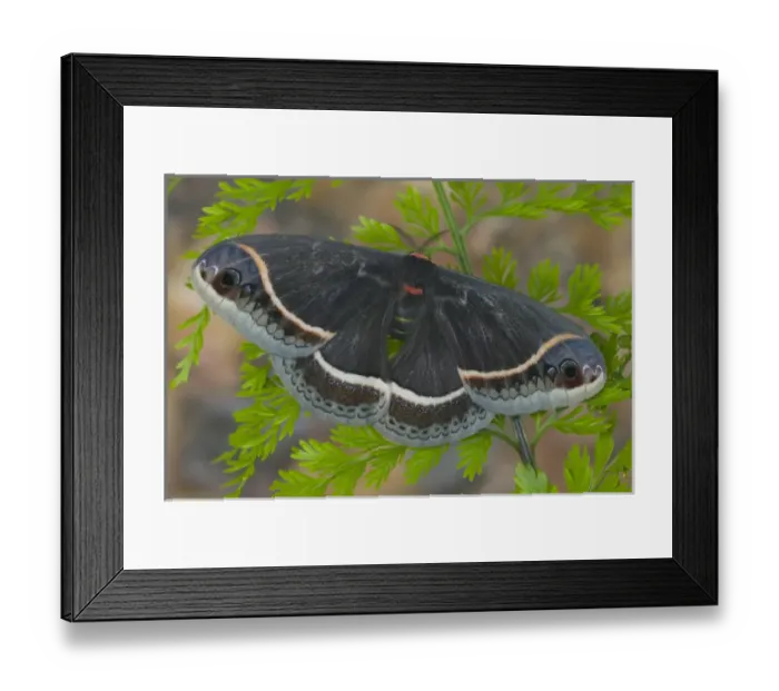 Framed Print : Sammamish, Washington Silk Moth for Arizona area Eupackardia calleta Framed Print : Sammamish, Washington Silk Moth for Arizona area Eupackardia calleta