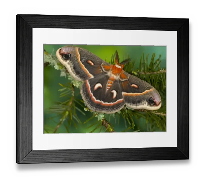 Framed Print : Sammamish, Washington North American Silk moth Cecropia, or the Red Robin Moth