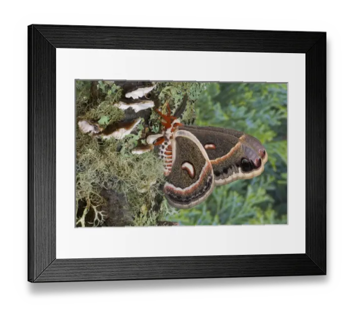 Framed Print : Sammamish, Washington North American Silk moth Cecropia, or the Red Robin Moth Framed Print : Sammamish, Washington North American Silk moth Cecropia, or the Red Robin Moth