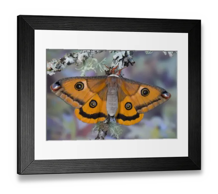 Framed Print : Sammamish, Washington a North American species from California. A small female silk Framed Print : Sammamish, Washington a North American species from California. A small female silk