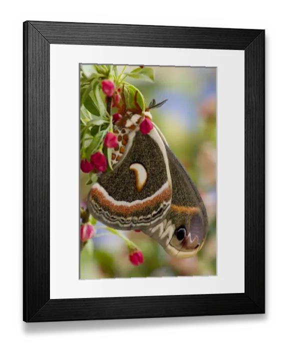 Framed Print : Sammamish, Washington North American Silk moth Cecropia, or the Red Robin Moth Framed Print : Sammamish, Washington North American Silk moth Cecropia, or the Red Robin Moth