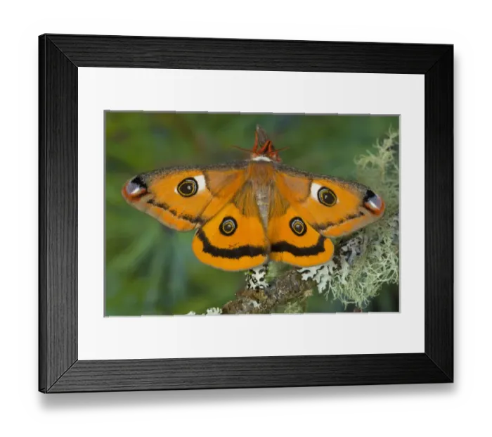 Framed Print : Sammamish, Washington a North American species from California. A small female silk Framed Print : Sammamish, Washington a North American species from California. A small female silk