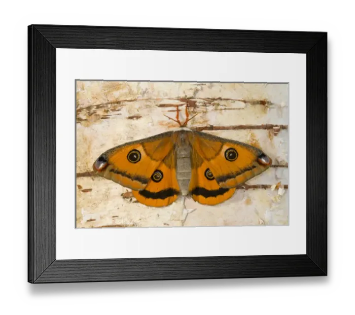 Framed Print : Sammamish, Washington a North American species from California. A small female silk