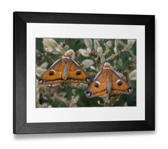 Framed Print : Sammamish, Washington a North American species from California. A small pair of