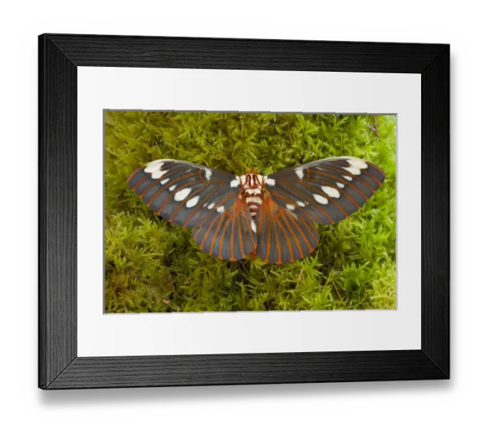 Framed Print : Sammamish, Washington silk moth Citheronia regalis