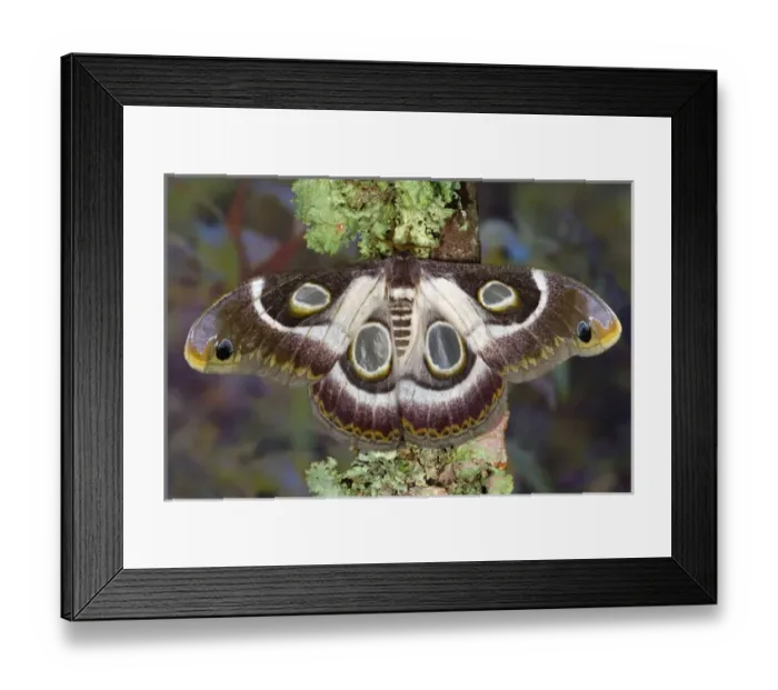 Framed Print : Sammamish, Washington photo take of African Silk Moth Epiphora bauhiniae with clear Framed Print : Sammamish, Washington photo take of African Silk Moth Epiphora bauhiniae with clear