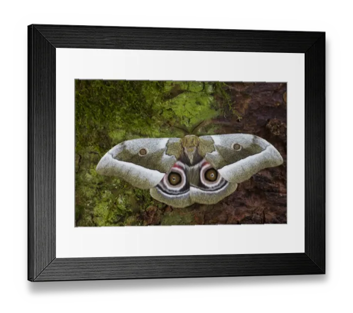 Framed Print : Silk Moth Gonimbrasia zambesina photographed in Sammamish, Washington Framed Print : Silk Moth Gonimbrasia zambesina photographed in Sammamish, Washington