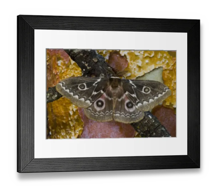 Framed Print : Photographed in Sammamish, Washington. This is an African Silk Moth Gonimbrasia