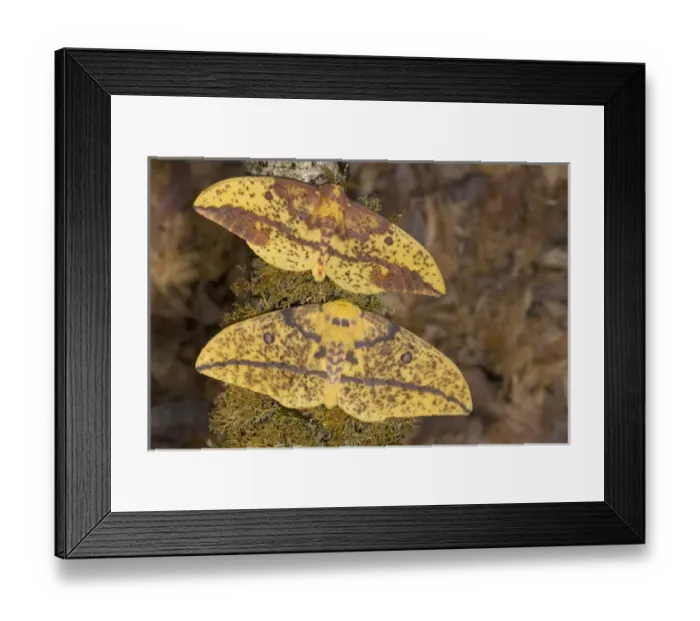 Framed Print : Sammamish, Washington photograph taken of this North American pair of Silk Moths Framed Print : Sammamish, Washington photograph taken of this North American pair of Silk Moths