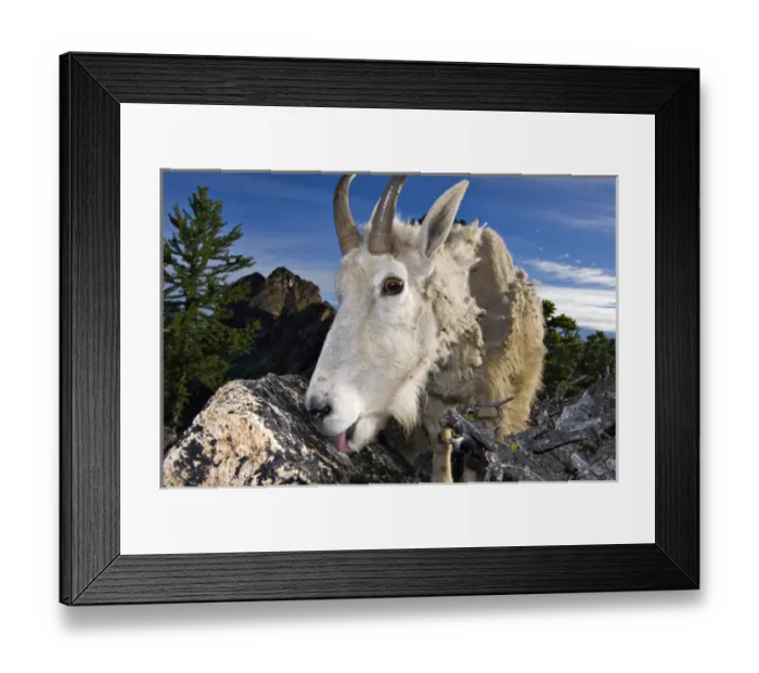 Framed Print : USA, Washington, Cascade Mountains. A mountain goat near Washington Pass Framed Print : USA, Washington, Cascade Mountains. A mountain goat near Washington Pass