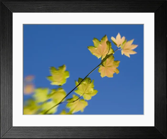 Framed Print : Mount Saint Helens, Washington. Tree leaves and branhes Framed Print : Mount Saint Helens, Washington. Tree leaves and branhes