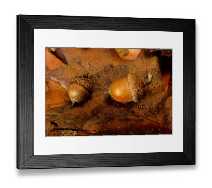 Framed Print : USA, Washington, Acorns