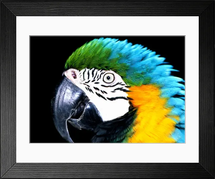 Framed Print : USA, Washington, Macaw B&G