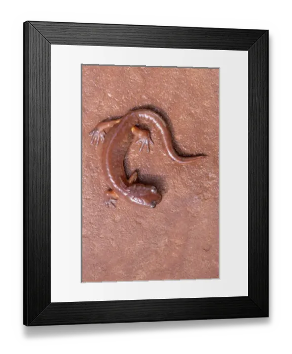 Framed Print : USA, Washington, Ensatina Framed Print : USA, Washington, Ensatina