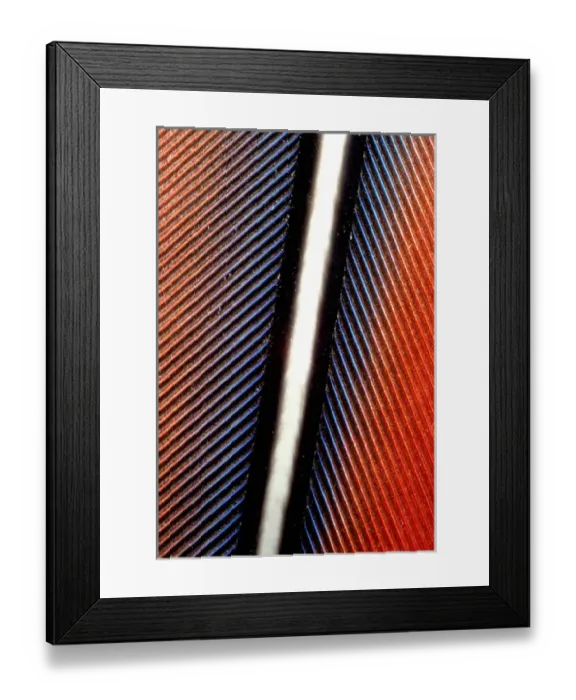 Framed Print : USA, Washington, Macaw Feather
