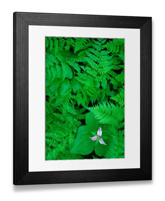 Framed Print : USA, Washington, Fern & Trillium Framed Print : USA, Washington, Fern & Trillium