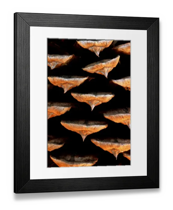 Framed Print : USA, Washington, Pinecone Framed Print : USA, Washington, Pinecone