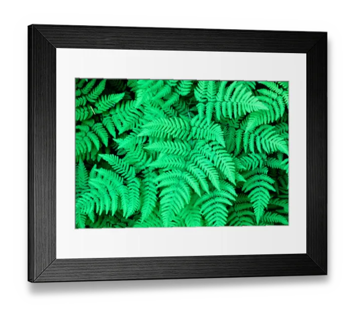 Framed Print : USA, Washington, Oak Fern