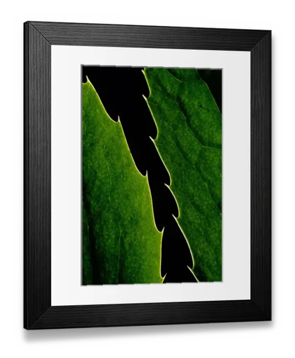 Framed Print : USA, Washington, Oregon Grape Framed Print : USA, Washington, Oregon Grape