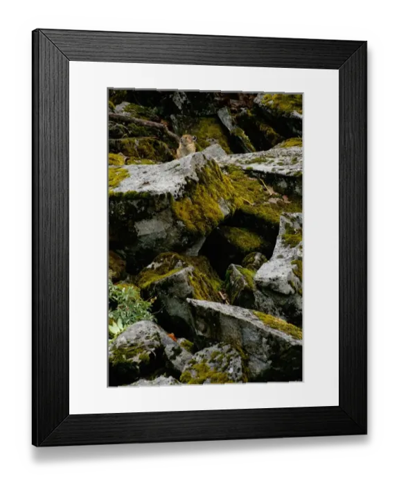 Framed Print : USA, Washington, Pika Framed Print : USA, Washington, Pika