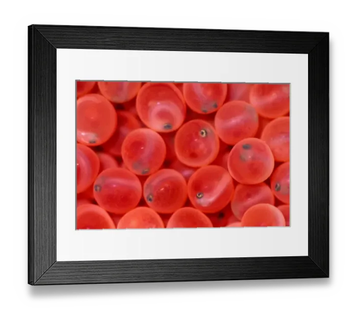 Framed Print : USA, Washington, Salmon Eggs Framed Print : USA, Washington, Salmon Eggs