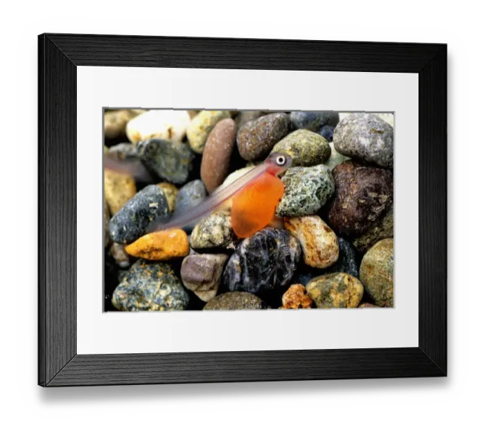 Framed Print : USA, Washington, Salmon Alevin Framed Print : USA, Washington, Salmon Alevin