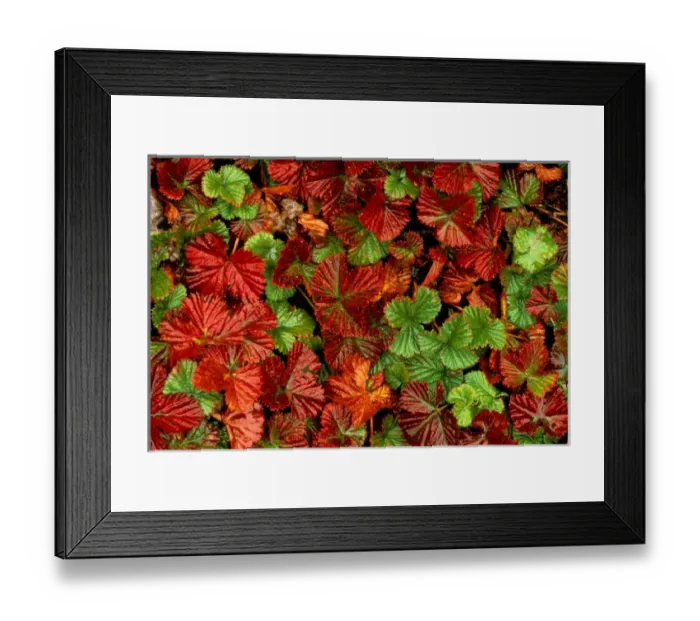 Framed Print : USA, Washington, Wild Strawberries Framed Print : USA, Washington, Wild Strawberries