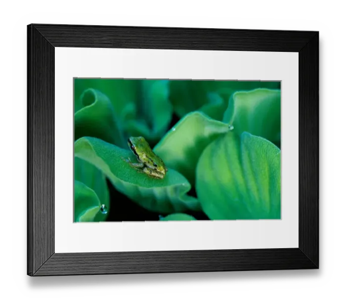 Framed Print : USA, Washington, Treefrog on Water Hyacinth Framed Print : USA, Washington, Treefrog on Water Hyacinth