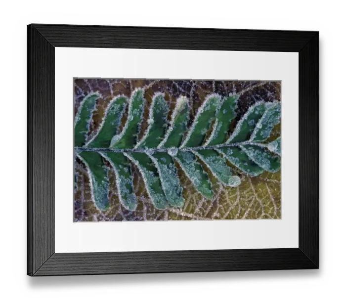 Framed Print : USA, WA, Mt. Rainier National Park. Frost on the ground Framed Print : USA, WA, Mt. Rainier National Park. Frost on the ground
