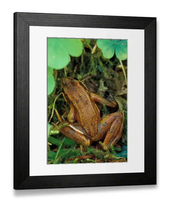 Framed Print : North America, USA, Washington, Olympic National Park. Red-legged frog (Rana Aurora) Framed Print : North America, USA, Washington, Olympic National Park. Red-legged frog (Rana Aurora)