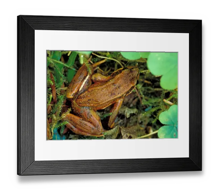 Framed Print : North America, USA, Washington, Olympic National Park, Rana Aurora Rainforest, Red