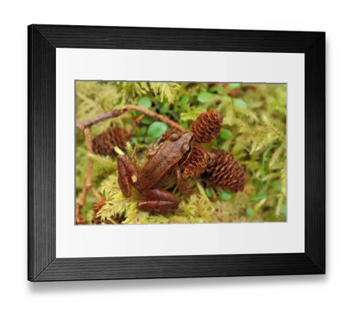 Framed Print : North America, USA, Washington, Olympic National Park. Red-legged frog (Rana Aurora) Framed Print : North America, USA, Washington, Olympic National Park. Red-legged frog (Rana Aurora)