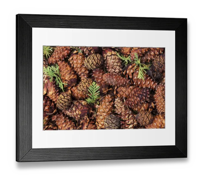Framed Print : North America, USA, Washington State, Olympic National Park. Closeup of Douglas Fir cone Framed Print : North America, USA, Washington State, Olympic National Park. Closeup of Douglas Fir cone