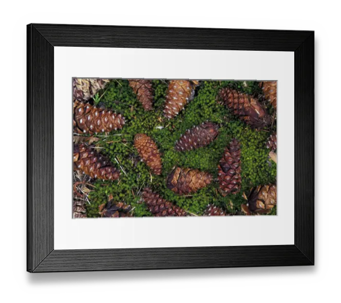 Framed Print : North America, USA, Washington State, Olympic National Park. Closeup of Douglas Fir cone Framed Print : North America, USA, Washington State, Olympic National Park. Closeup of Douglas Fir cone