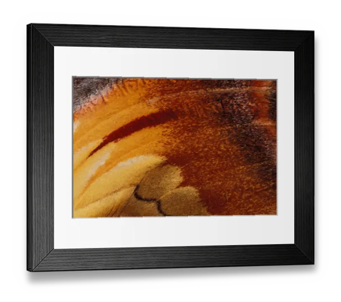 Framed Print : North America, USA, Washington State, Seattle. Butterfly wing detail