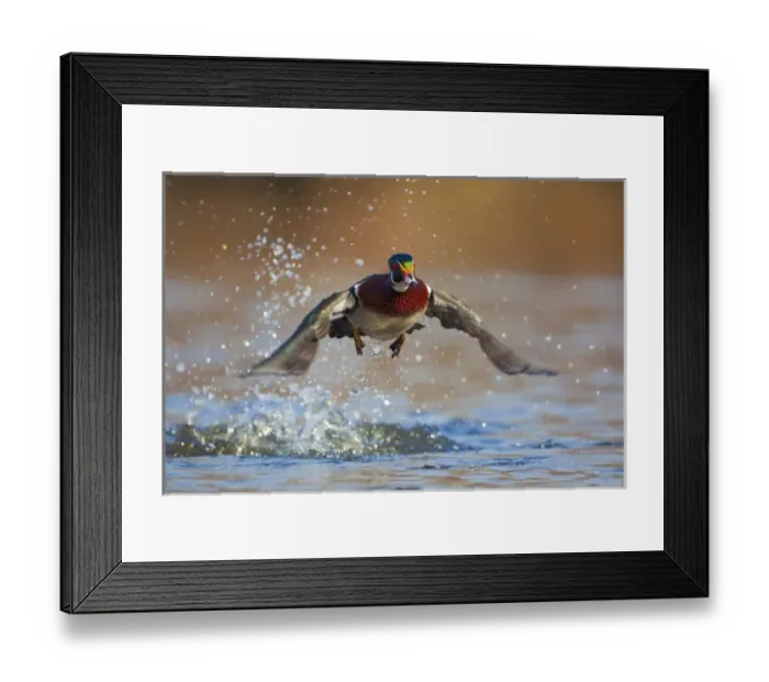 Framed Print : North America, USA, Washington State, Wood Duck, male, flight, take-off