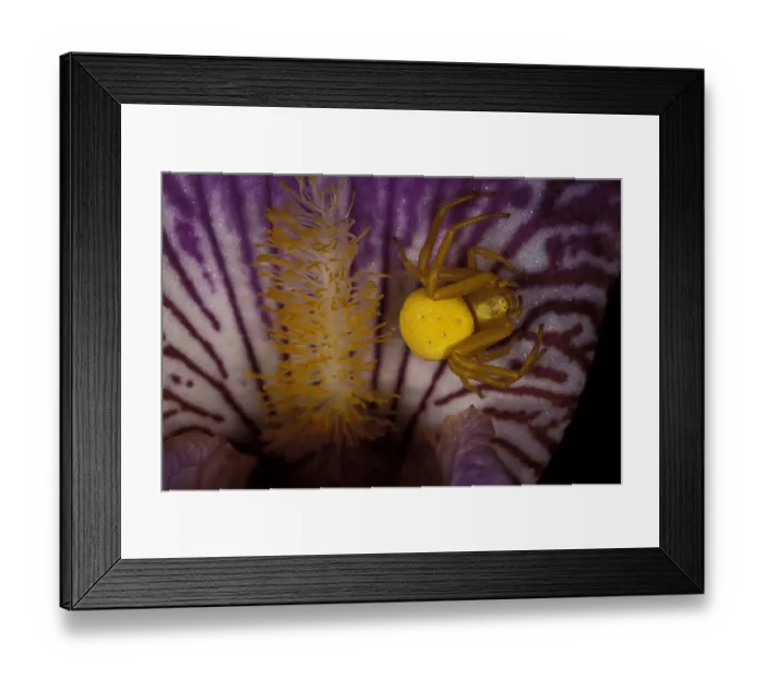 Framed Print : North America, USA, Washington, Olympic Penninsula. Yellow crab spider