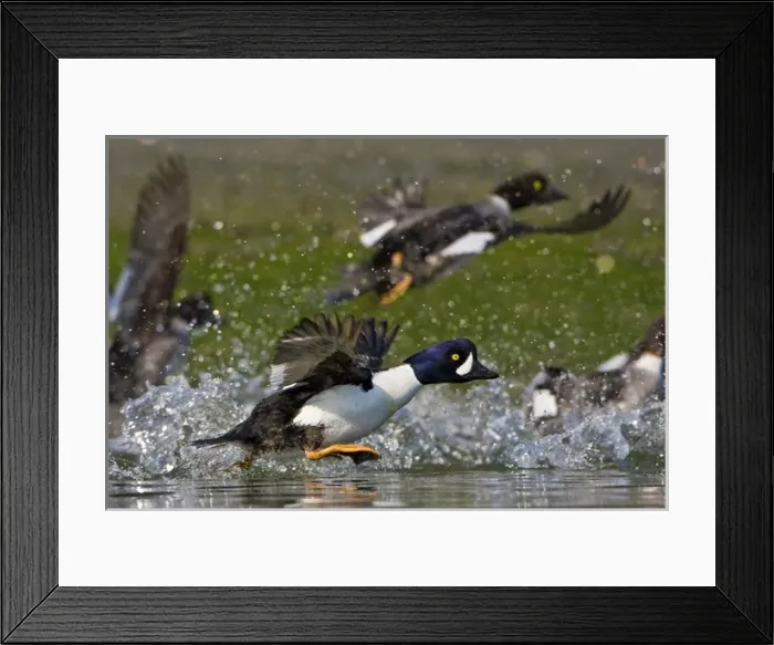 Framed Print : North America, USA, Washington State, Barrows Goldeneye, male, female, flight Framed Print : North America, USA, Washington State, Barrows Goldeneye, male, female, flight