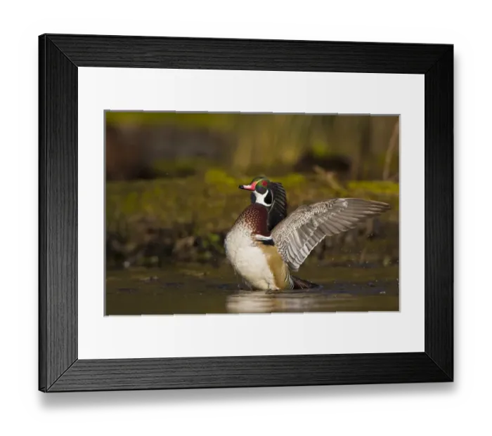 Framed Print : North America, USA, Washington State, Wood Duck, male, wing flap