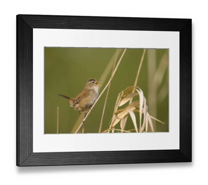 Framed Print : North America, USA, Washington State, Marsh Wren, male, singing Framed Print : North America, USA, Washington State, Marsh Wren, male, singing