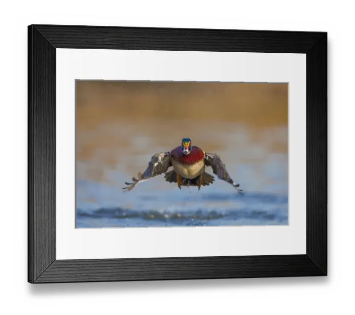 Framed Print : North America, USA, Washington State, Wood Duck, male, flight, take-off