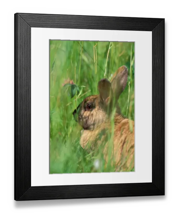 Framed Print : North America, USA, Washington State, Olympic National Park. Varing Hare (Leporidae)
