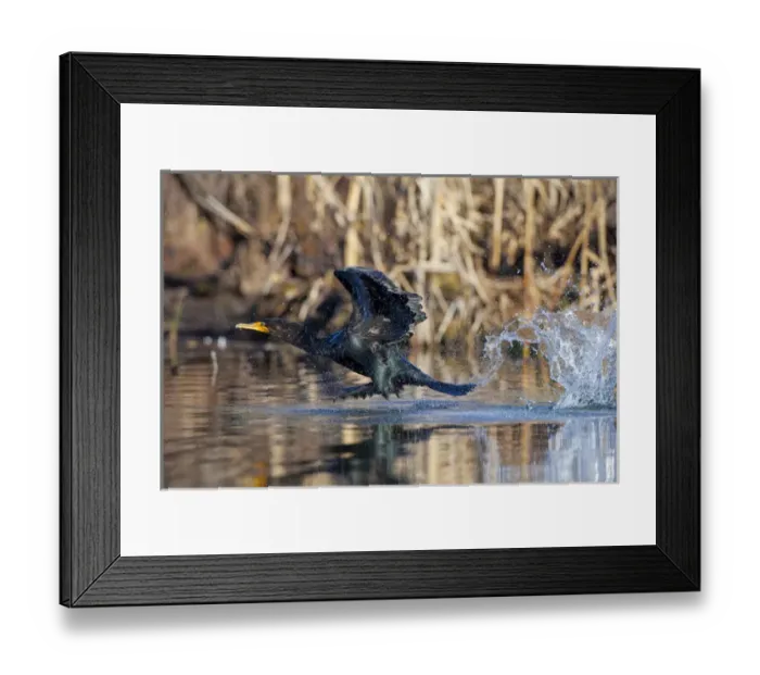 Framed Print : North America, USA, Washington State, Double-crested Cormorant, flight, take-off Framed Print : North America, USA, Washington State, Double-crested Cormorant, flight, take-off