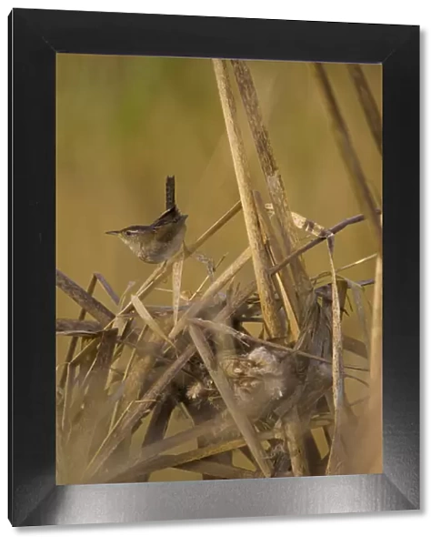 North America, USA, Washington State, Marsh Wren, nest