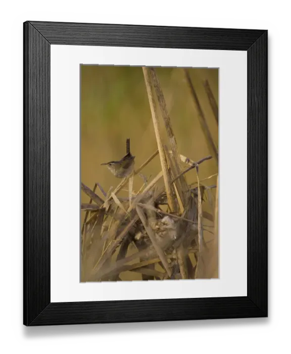 Framed Print : North America, USA, Washington State, Marsh Wren, nest Framed Print : North America, USA, Washington State, Marsh Wren, nest