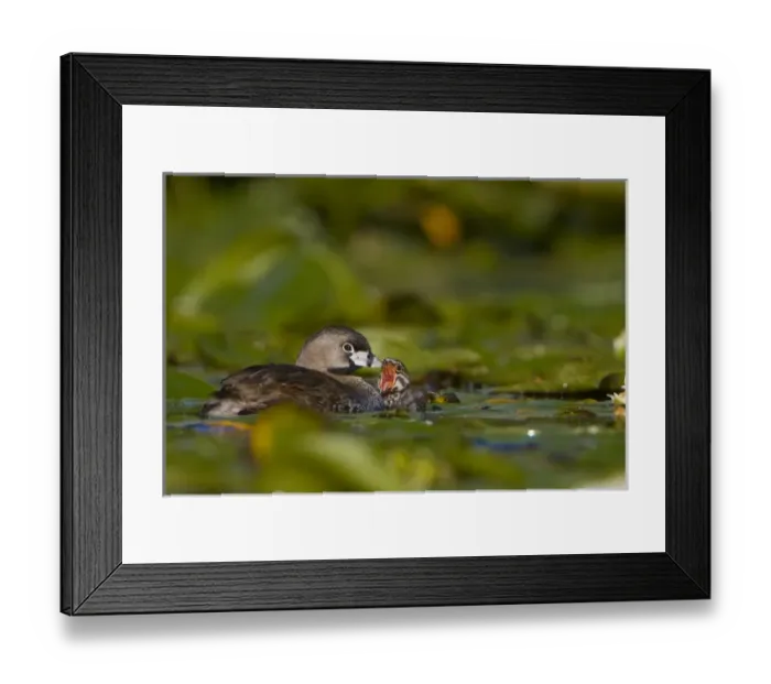 Framed Print : North America, USA, Washington State, Pied-billed Grebe, adult, chick Framed Print : North America, USA, Washington State, Pied-billed Grebe, adult, chick