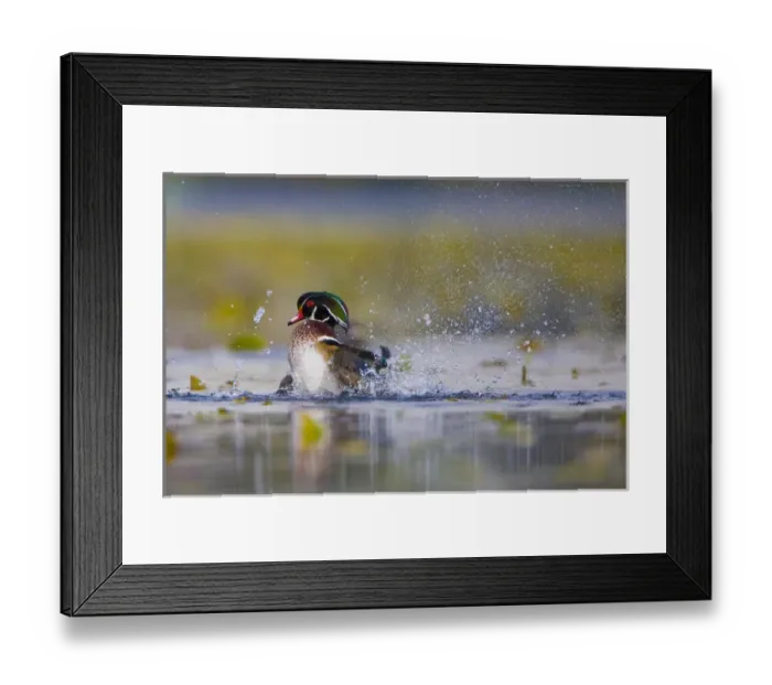 Framed Print : North America, USA, Washington State, Wood Duck, male, splashing Framed Print : North America, USA, Washington State, Wood Duck, male, splashing
