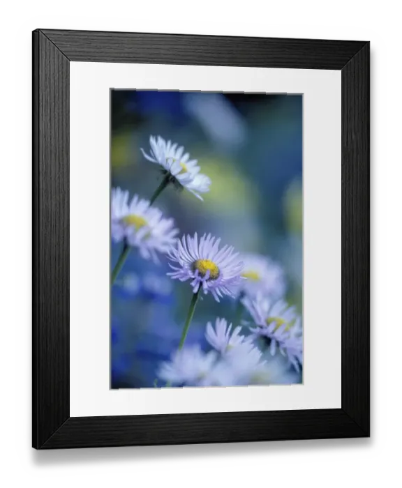Framed Print : Mt. Rainier National Park, WA, USA. Mountain Daisy on a meadow hill side at Paradise on Mt