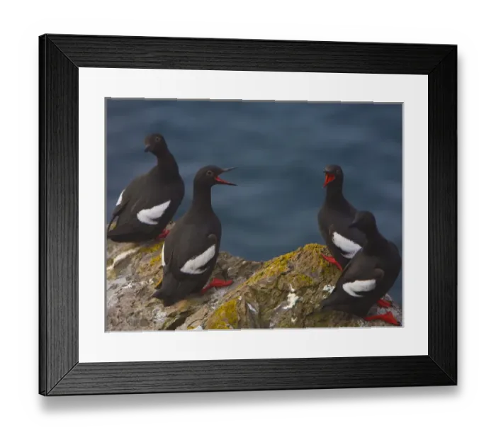 Framed Print : North America, USA, Washington State, Pigeon Guillemot, breeding plumage, roost, calling Framed Print : North America, USA, Washington State, Pigeon Guillemot, breeding plumage, roost, calling